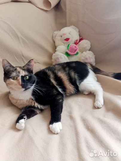 Кошечка 1,5 года