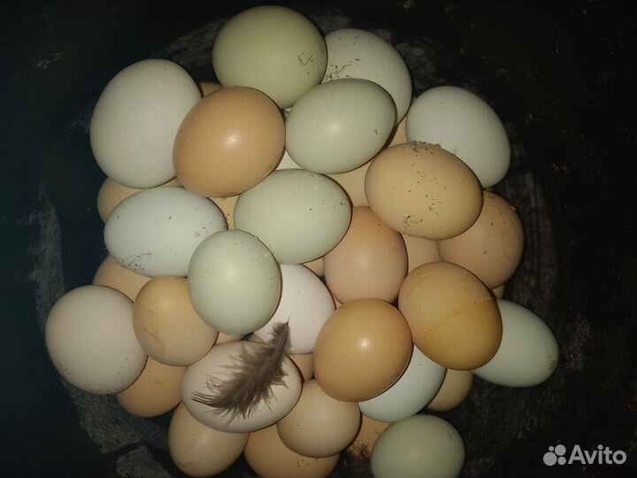 Домашние куриные яйца