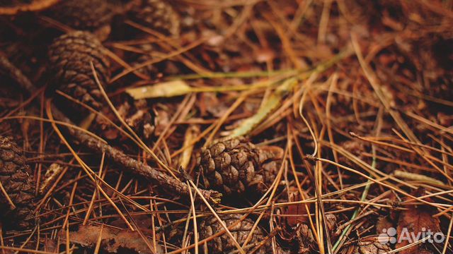 Сосновый опад