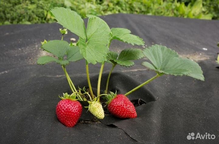 Спанбонд черный 60 г/кв.м