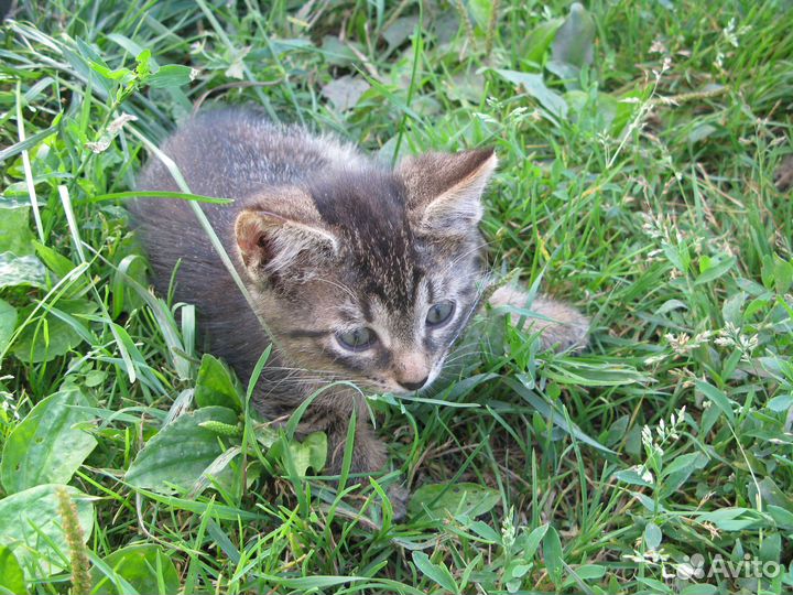 Котята в добрые руки бесплатно