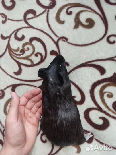 Морская свинка