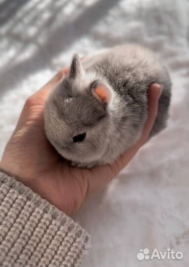 Карликовые Декоративные Кролики из Питомника