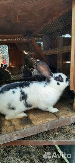 Кролик самец