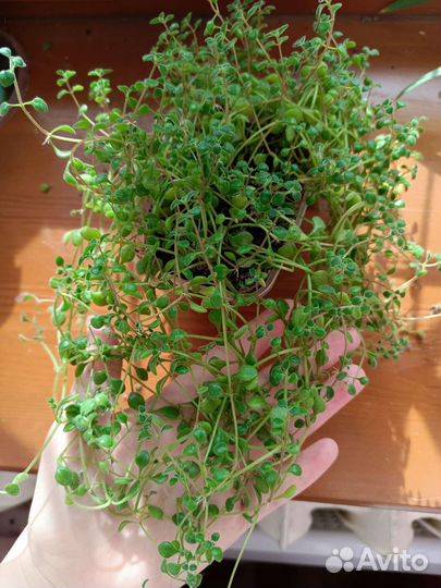 Солейролия