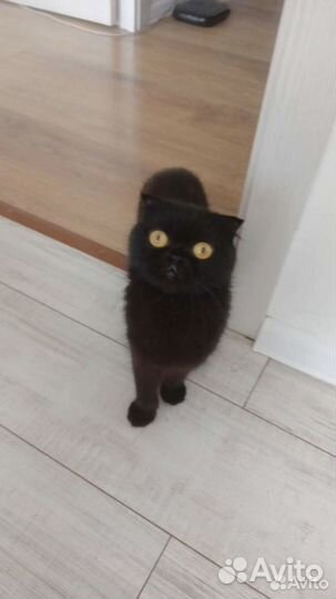 Кошка шотландская