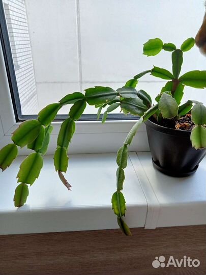 Декабрист шлюмбергера