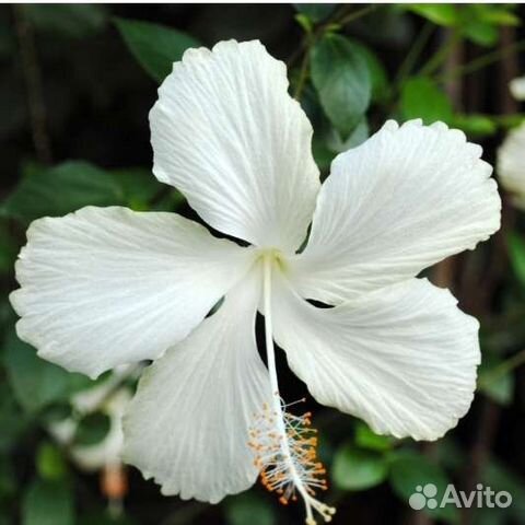 Гибискусы сортовые