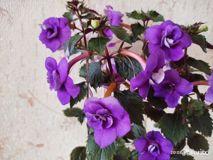 Ахименесы сортовые