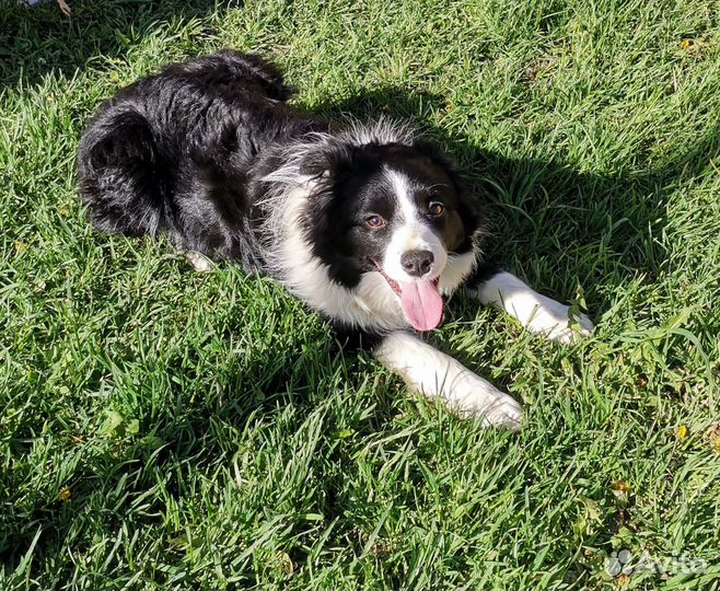 Бордер Колли