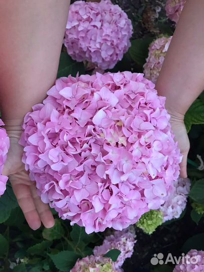 Гортензия крупнолистная саженцы