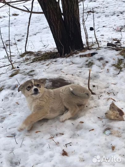 Щенки мерзнут на улице