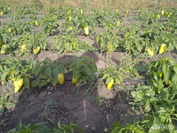 Перец болгарский оптом