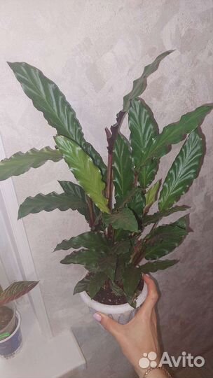 Калатея,маска