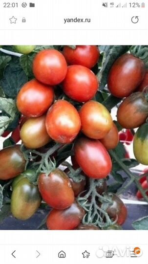 Семена помидоров