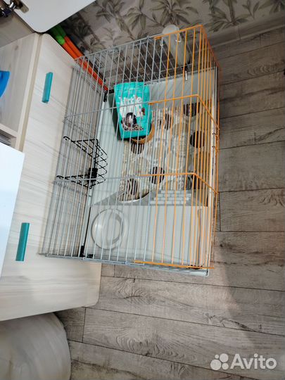 Корм для морской свинки и Клетки для животных