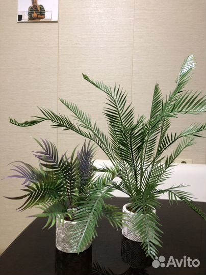 Монстера, пальма,эвкалипт, орхидеи, фикус