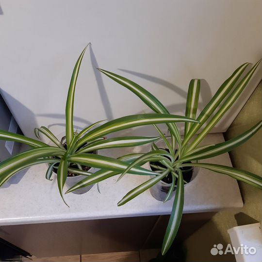 Хлорофитум хохлатый