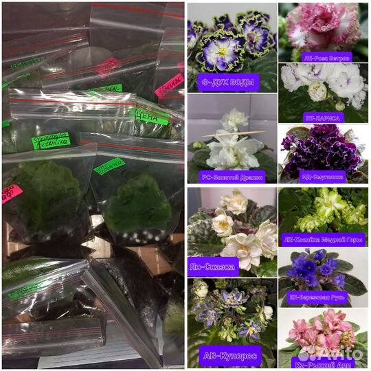 Сортовые фиалки наборы