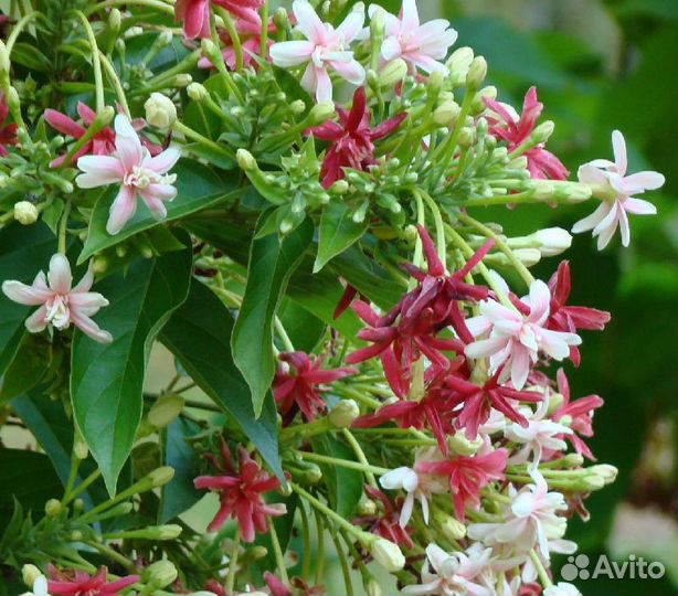 Квисквалис индийский ароматный цветущий экзот и др