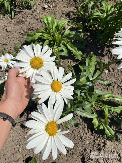 Ромашка сортовая