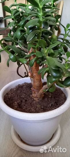 Денежное дерево (толстянка, крассула)
