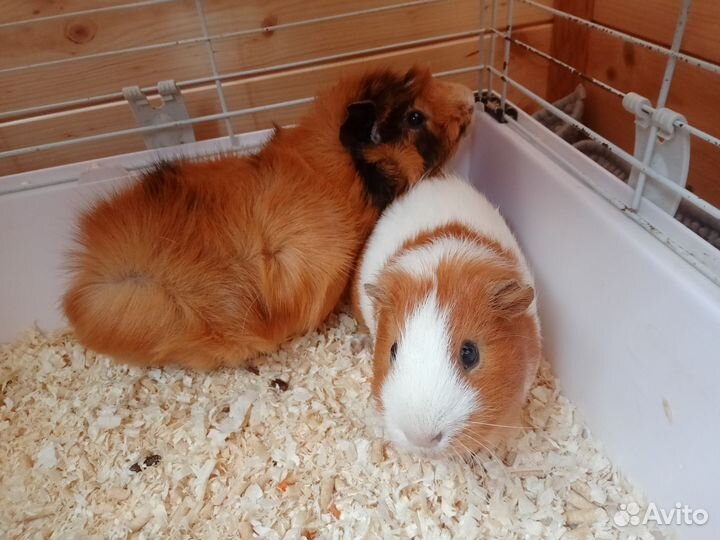 Морские свинки