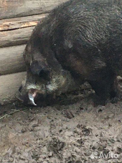 Продам поросят