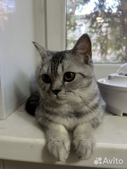 Шотладская кошка