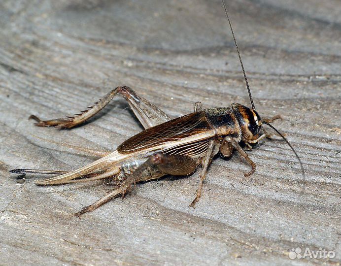 Сверчки/таракан/саранча/бражник кормовые насекомые