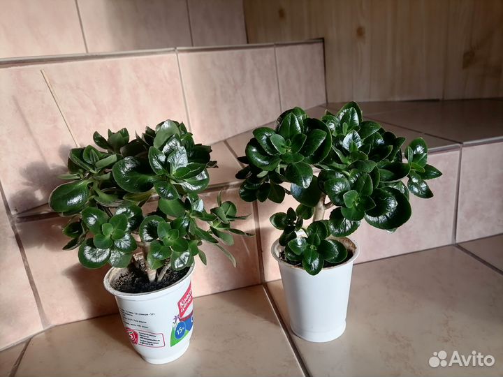 Каланхоэ цветущий