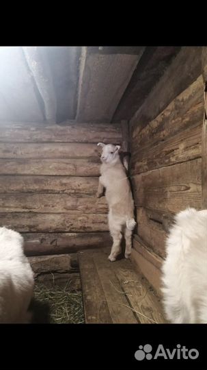 Продам козлят