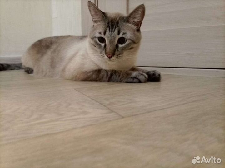 Невский маскарадный кот