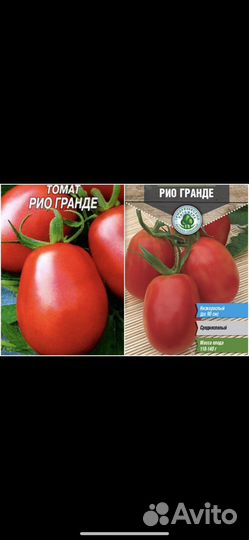 Рассада помидор