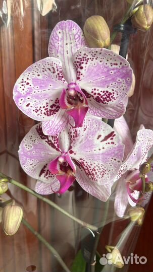 Орхидеи фаленопсис