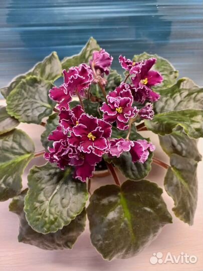 Сортовые фиалки