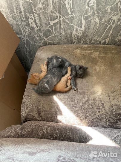 Котята в добрые руки