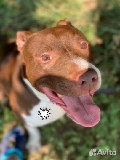 Питбуль в добрые руки