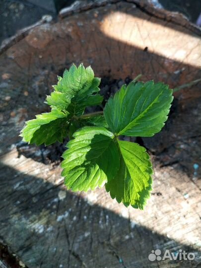 Саженцы виктории