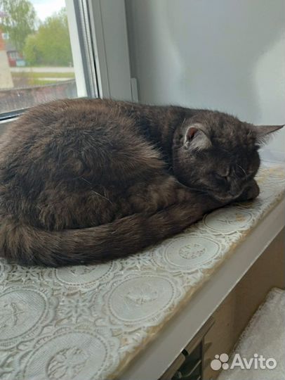 Кошки в добрые руки