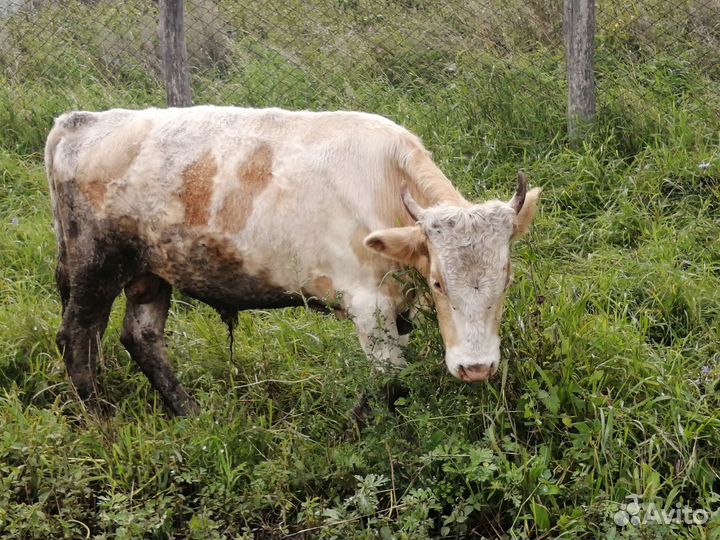 Тёлка и бычок