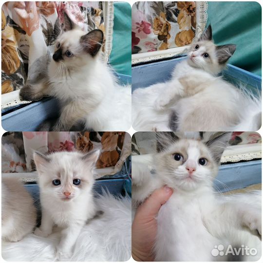 Рэгдолл котята