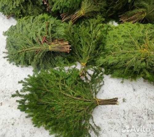 Пихтовые веники