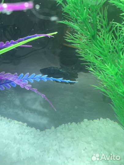 Рыба петушок (самка)