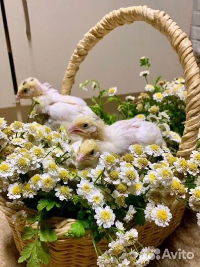 Цыплята перепела 