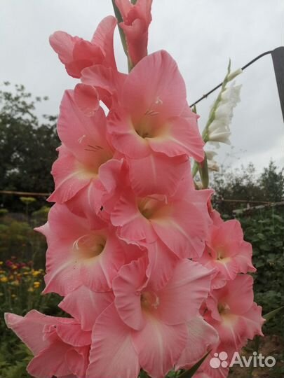 Гладиолусы луковицы