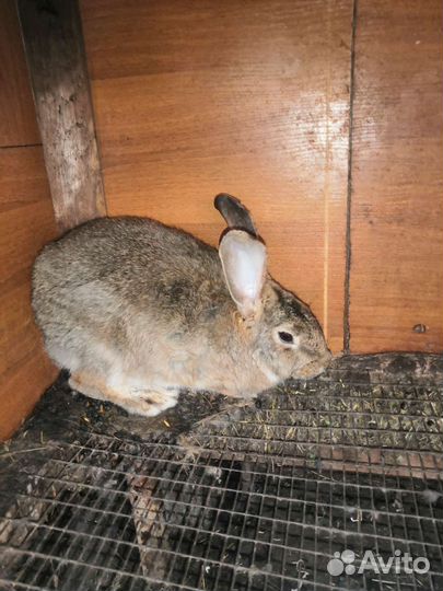 Продам кроликов