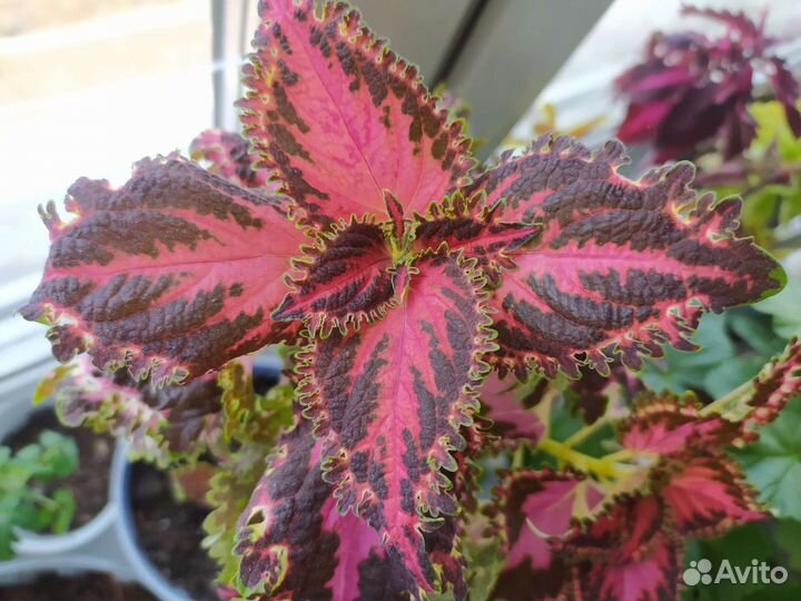 Отростки колеусов 20 видов