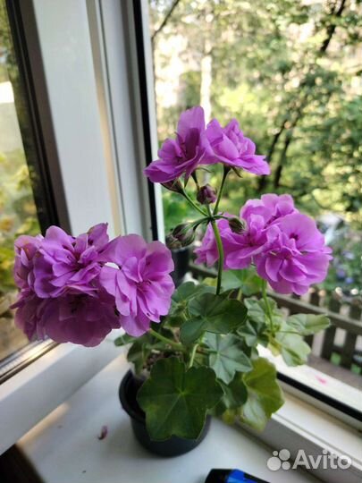 Пеларгонии сортовые