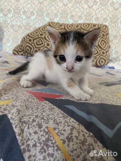 Отдам в добрые руки